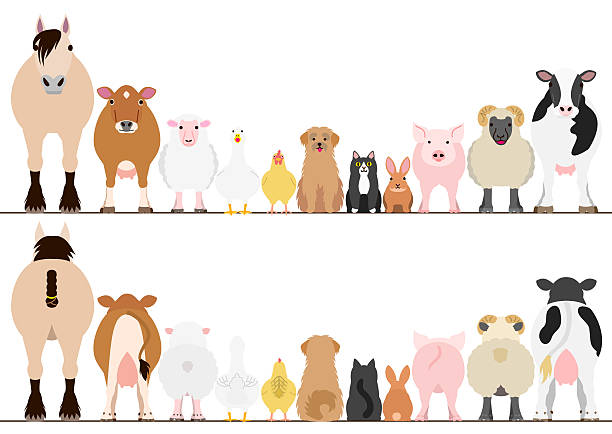 ilustraciones, imágenes clip art, dibujos animados e iconos de stock de conjunto de fronteras de animales de granja, vista frontal y vista trasera - livestock vector cute domestic cattle