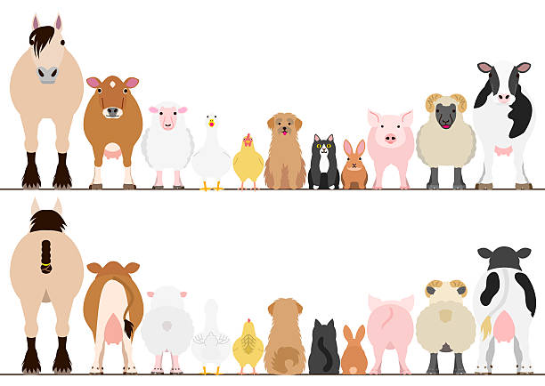 농장 동물 테두리 세트, 전면 보기 및 후방 보기 - cute cow vector animal stock illustrations