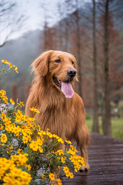 istock The golden hound in the suburbs 636915036