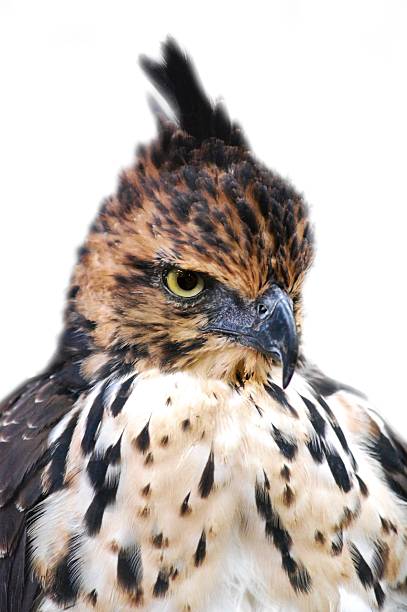 istock Close up : Hawk's Eyes Isolated on White background 636915070