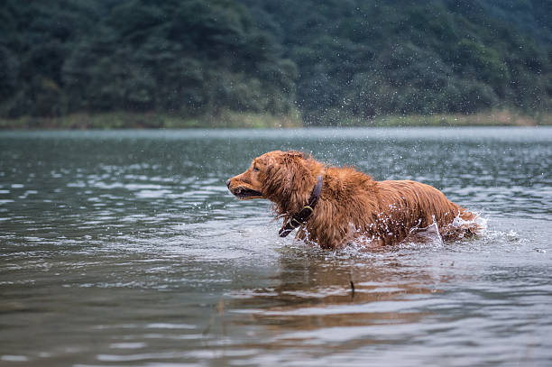 istock golden retriever in the river 636915432