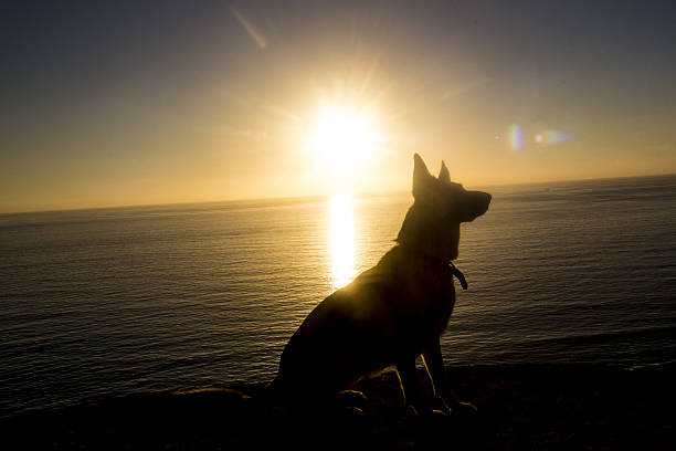 German Shephard at the Beach with no waves, the sun is setting, at blacks beach sandiego