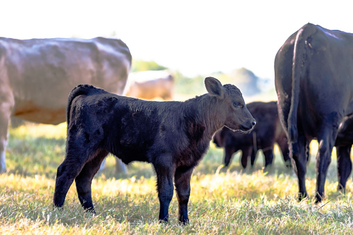 Black Angus crossbred calf standing in the herd in a pasture
