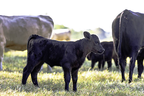 Black Angus crossbred calf in herd Black Angus crossbred calf standing in the herd in a pasture bull aberdeen angus cattle black cattle stock pictures, royalty-free photos & images