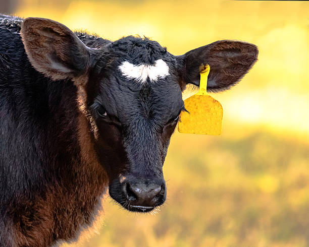 istock Angus crossbred calf head and neck 636916558