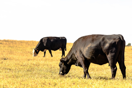 Black Angus crossbred cattle grazing in flat pasture