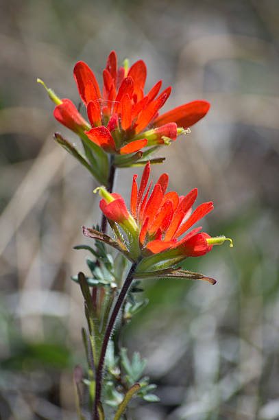 single indian paintbrush