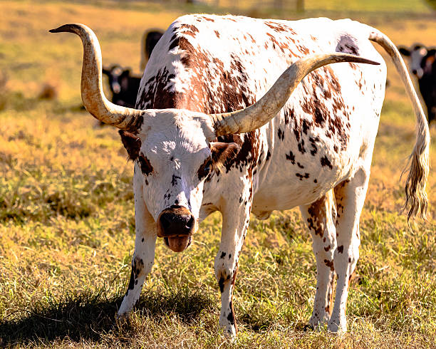 istock Longhorn cow with open mouth 636918606