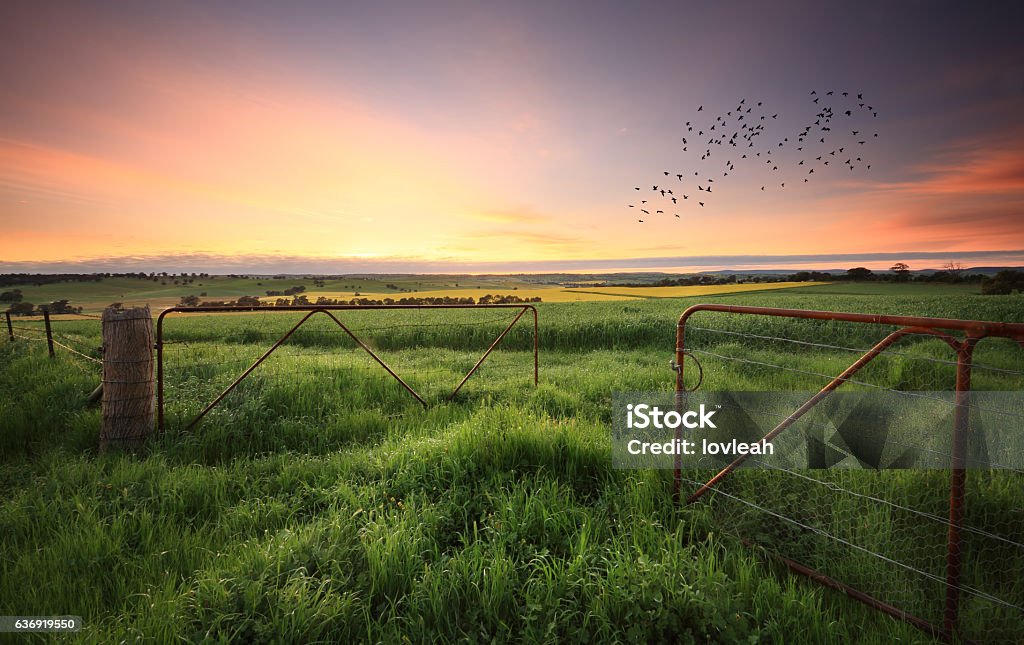 Rusty gates open to wheat and canola crops Rusty gates open to wheat and in the distance canola crops and livestock grazing fields. Australia Stock Photo