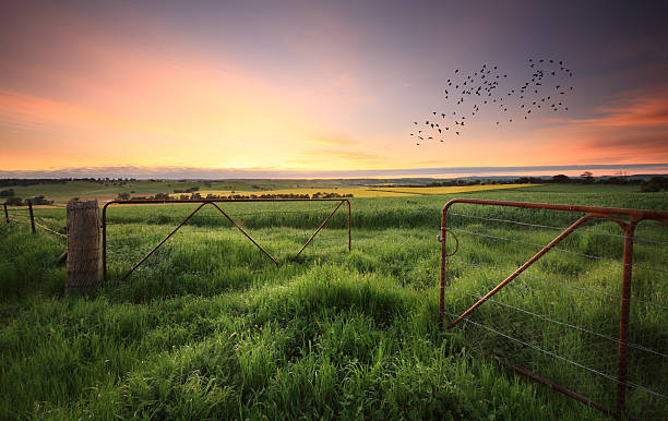 Rusty gates open to wheat and canola crops stock photo