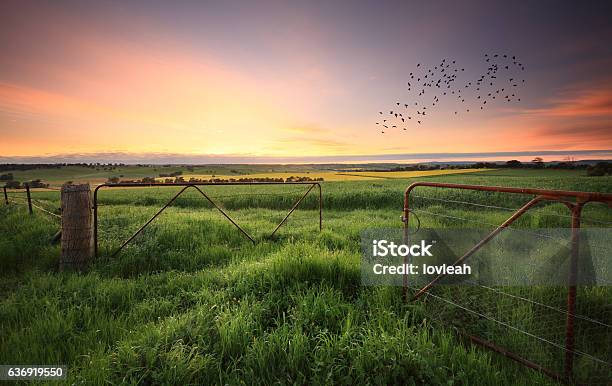 Rusty Gates Open To Wheat And Canola Crops Stock Photo - Download Image Now - Australia, Farm, Rural Scene