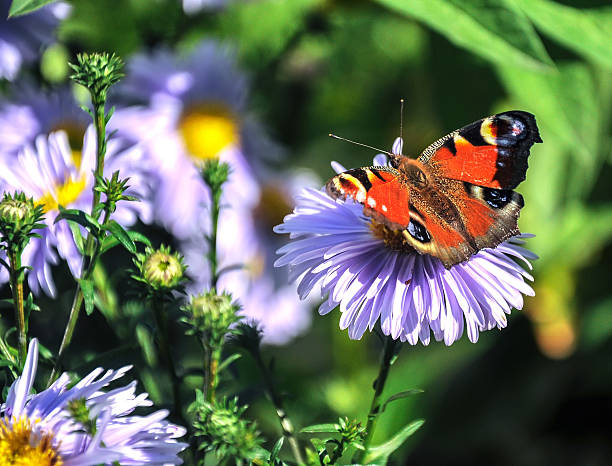 istock The butterfly of peacock 636920180