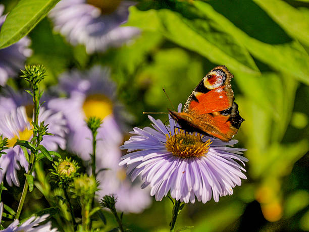 istock The butterfly of peacock 636920226