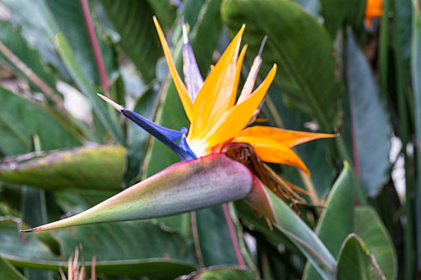 istock Bird of Paradise 636920810