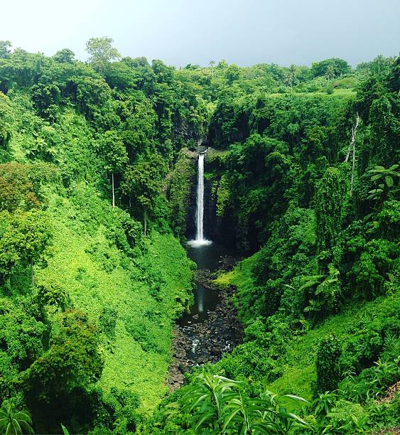 istock Majestic rainforest in Samoa, South Pacific 636921520
