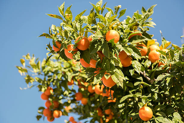 istock Orange tree or tangerine tree with ripe fruits in orchard 636921944
