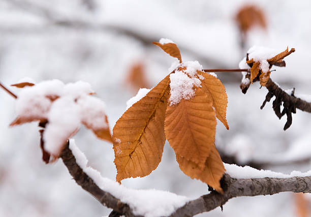 Dry autumn leaf lying on the snow