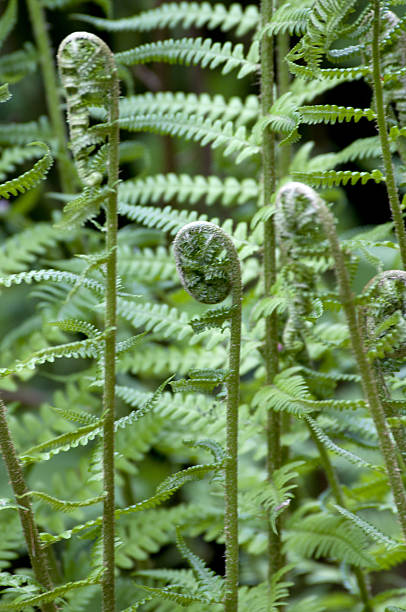 istock male fern( Dryopteris filix-mas ) 636927612