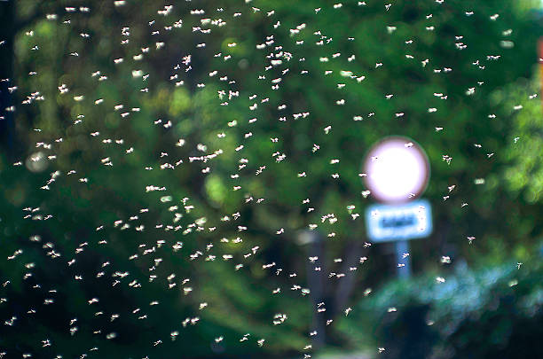 istock Insects flying in the air 636928904