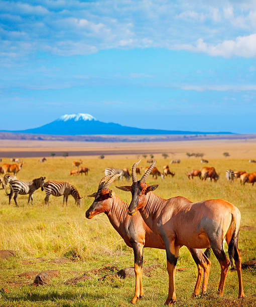 istock Antelopes and zebras in Amboseli National Park 636928930