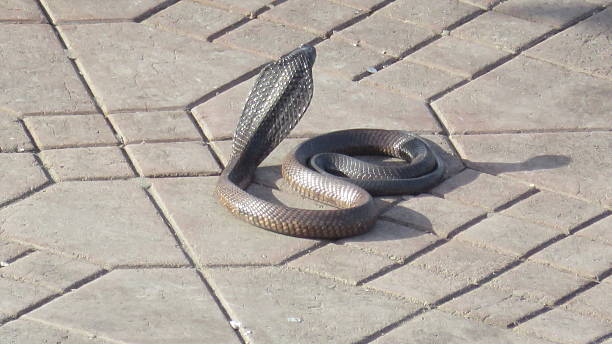 istock snake charmers in Marrakesh 636930716