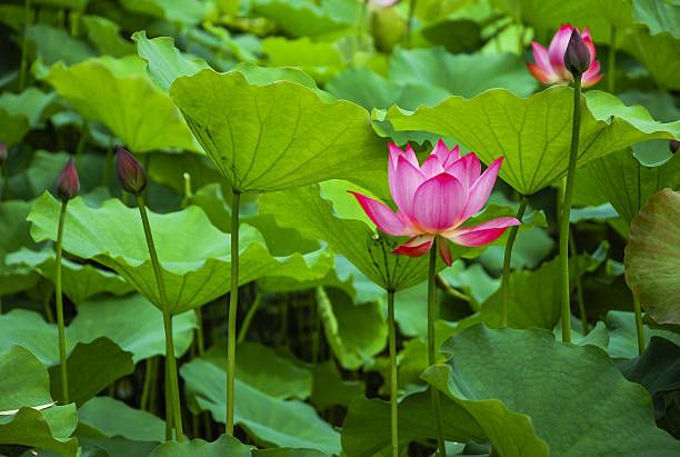 istock Blossoming lotus flower 636932362