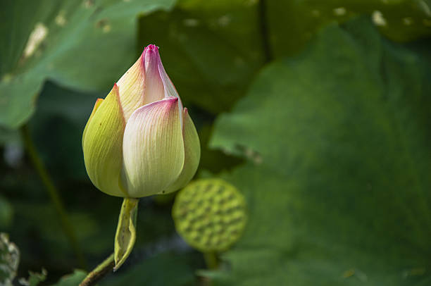 istock Blossoming lotus flower 636932586