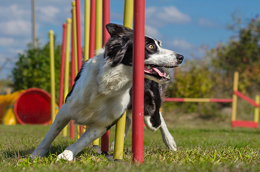Dog agility slalom, sports competitions of dogs in the summer in the park