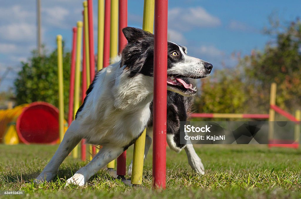 Dog agility slalom Dog agility slalom, sports competitions of dogs in the summer in the park Dog Stock Photo