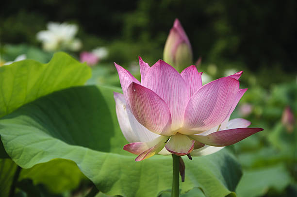 istock Blossoming lotus flower 636932782