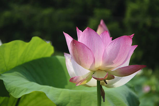 istock Blossoming lotus flower 636932788
