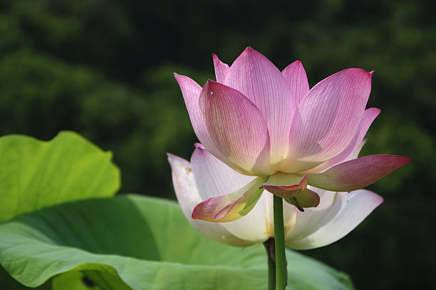 istock Blossoming lotus flower 636932800