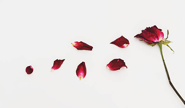 istock Faded blown away roses on white background 636933378