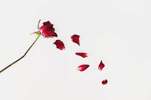 istock Faded blown away roses on white background 636933392