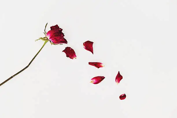 Faded blown away roses on white background