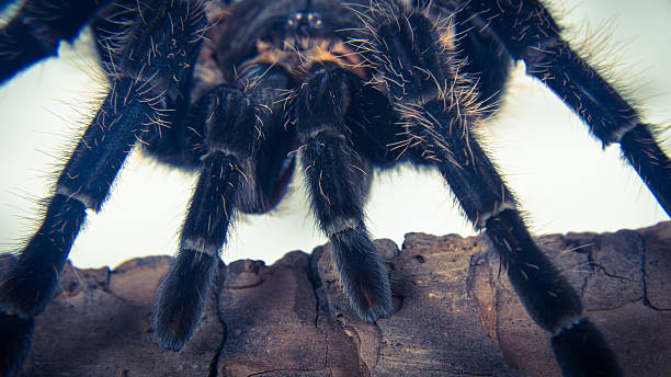 istock Closeup of mexican spider -tarantula (brachypelma albopilosum) 636935336