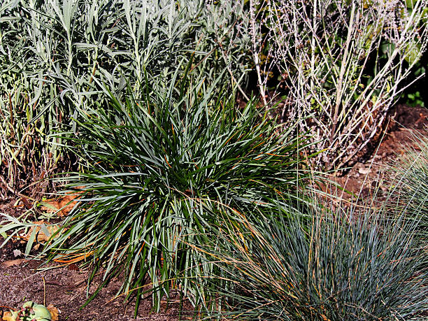 istock Winter shot of blue moor-grass 636935680