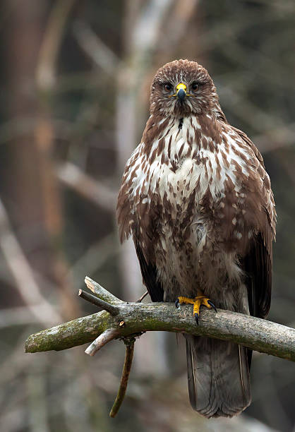 Common buzzard stock photo