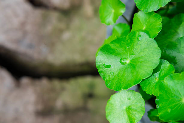 istock Green leaves with rain drops , top view with copy space 636936456