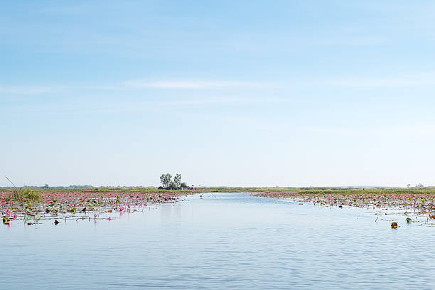 istock red lotus field lake in harn kumphawapi 636939268