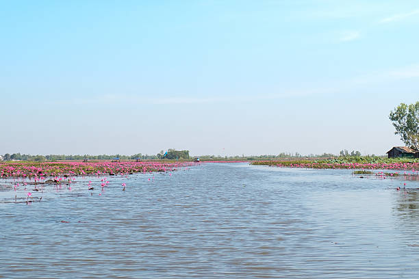 istock red lotus field lake in harn kumphawapi 636939316