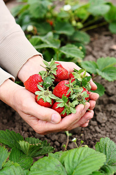 istock Fresh organic strawberry in hands 636939354