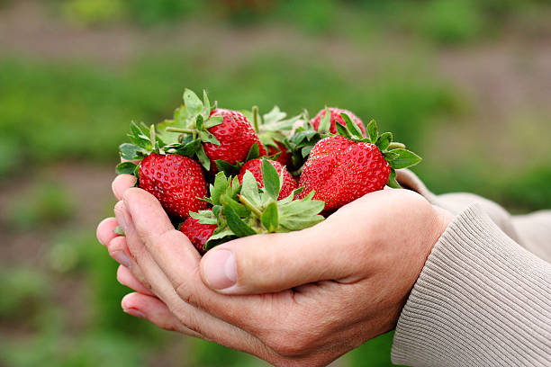 istock organic strawberry in man's hands 636939372
