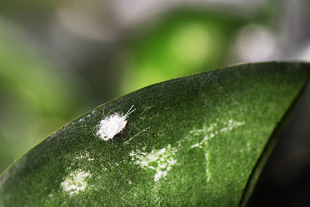 cochineal - pseudococcus viburni - scale insect stock-fotos und bilder