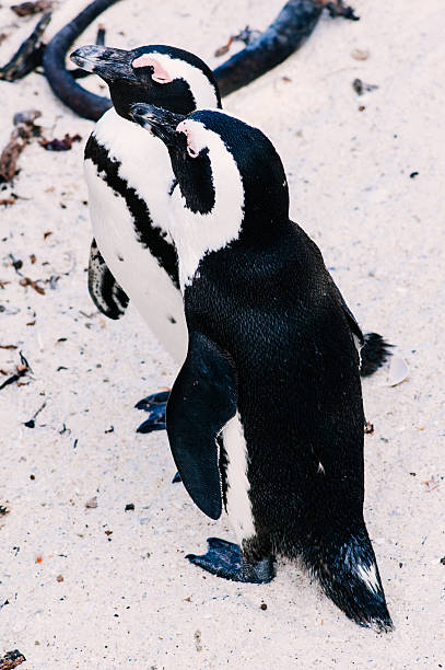 istock African Penguin (Spheniscus demersus) On beach, Boulders Beach, 636940452
