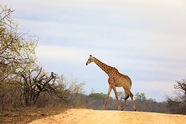 south african giraffe - kruger national park national park southern africa africa stock-fotos und bilder