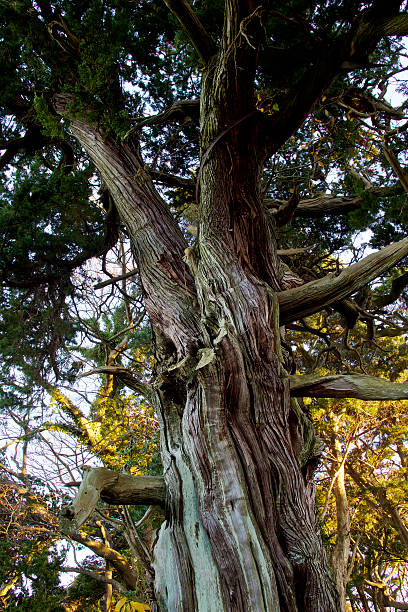 istock Big tree of a god in Japan 636940734