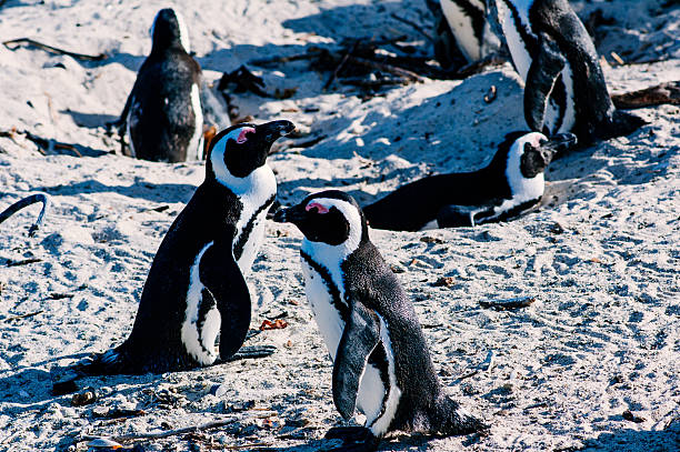 istock African Penguin (Spheniscus demersus) On beach, Boulders Beach, 636940936