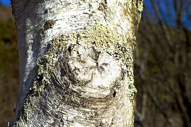 istock The lichen of the white birch 636940954