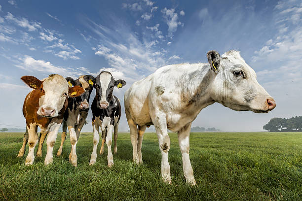 Vacas - fotografia de stock